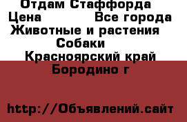 Отдам Стаффорда › Цена ­ 2 000 - Все города Животные и растения » Собаки   . Красноярский край,Бородино г.